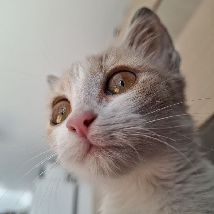 adopție pui de pisică