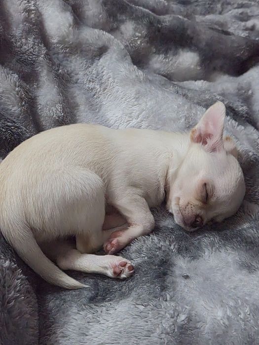 Чихуахуа  момиченце