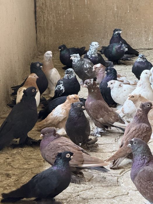 Kaptarla sotiladi kabutar, голубь голуби kaptar