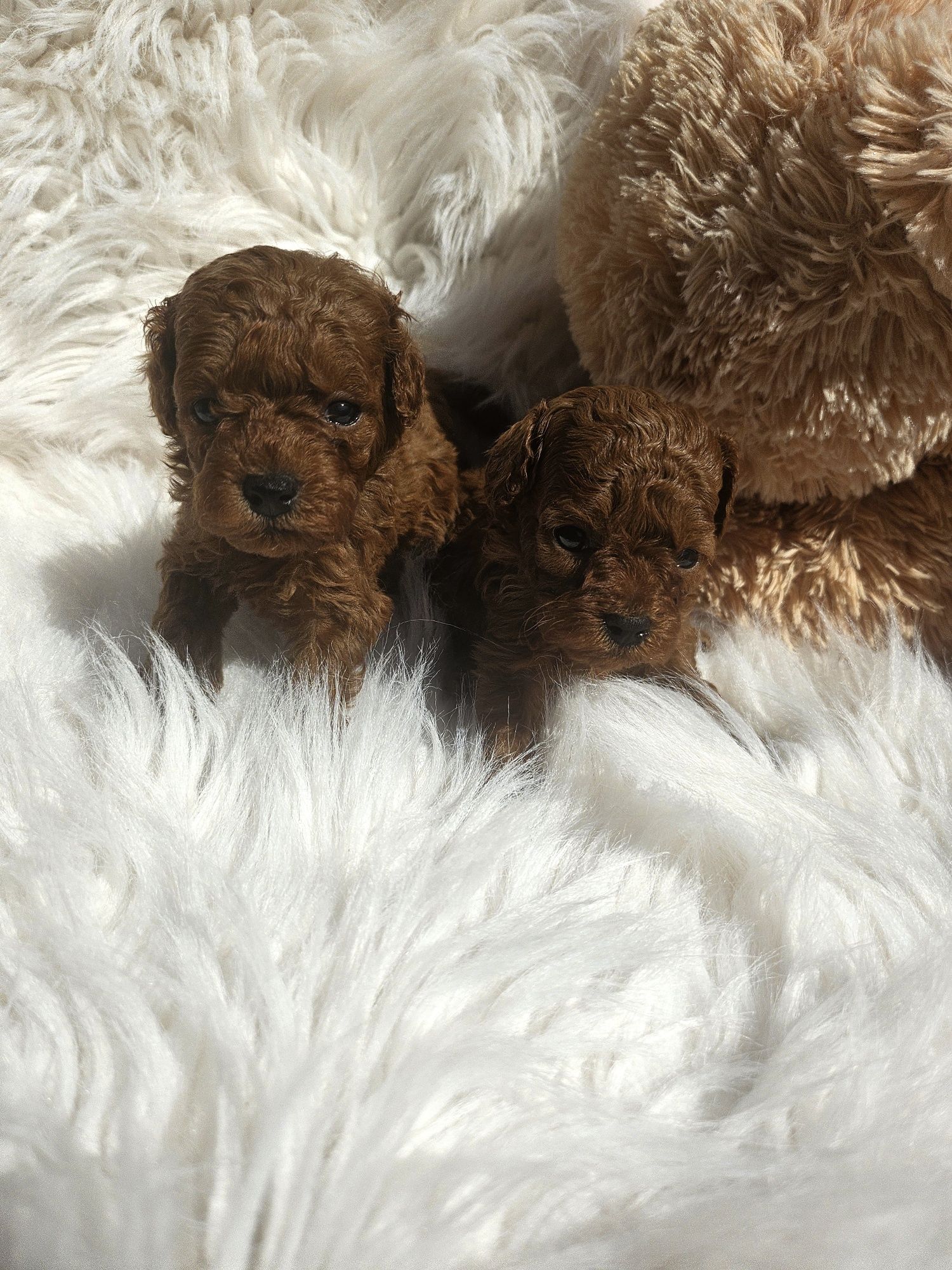 Пудел той/100%Toy poodle 100 % с родословие