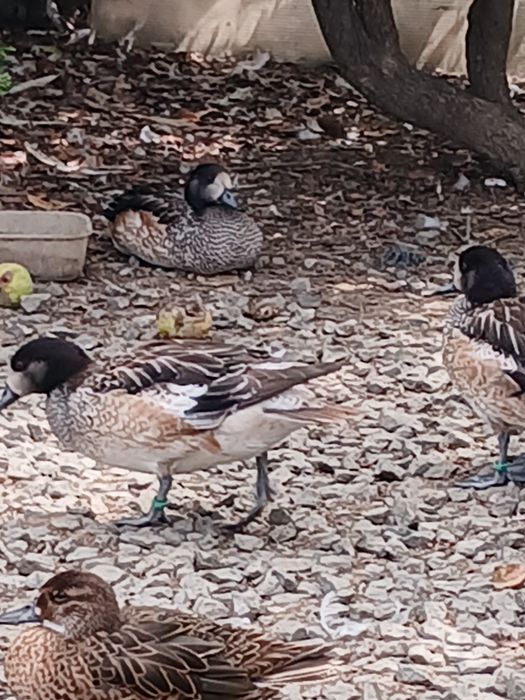 De vânzare păsări exotice