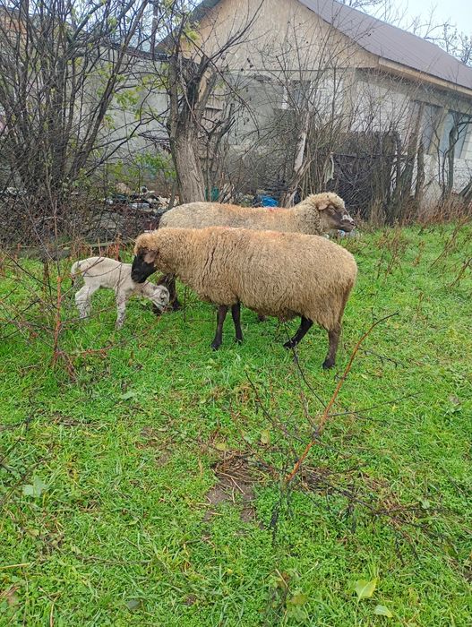 3 oi de vânzare cu miei langa ele