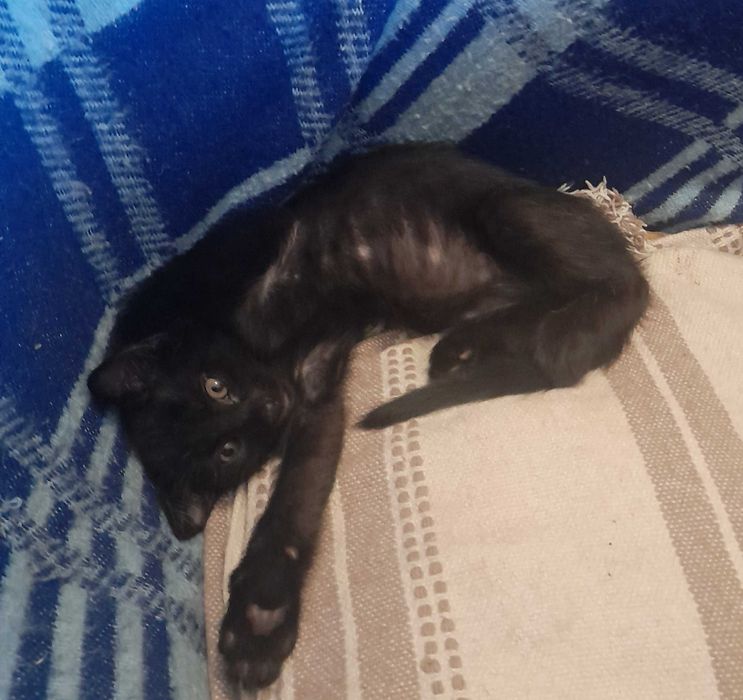 Котенца от турска ангора 2,5 месеца