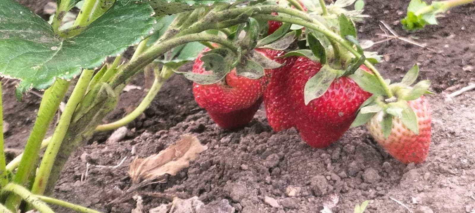 Продаем домашнюю клубнику