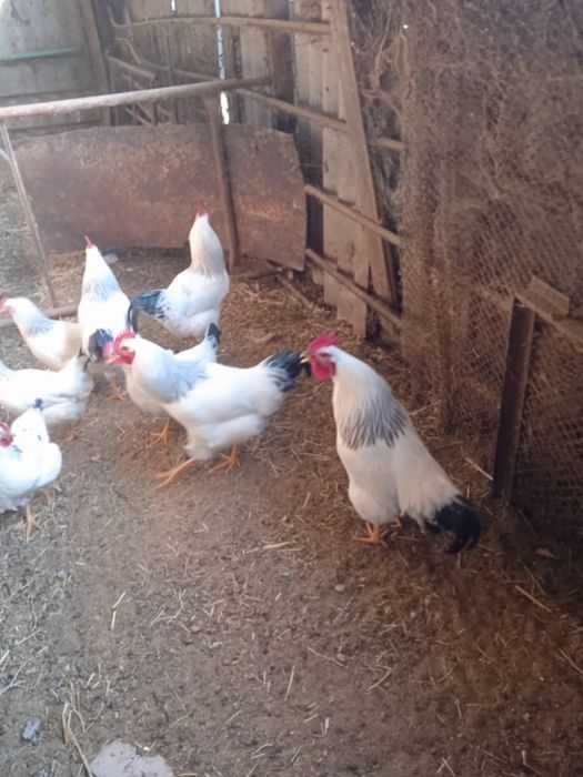 Продам петухов Адлер