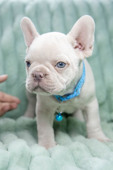 bulldog francez platinum