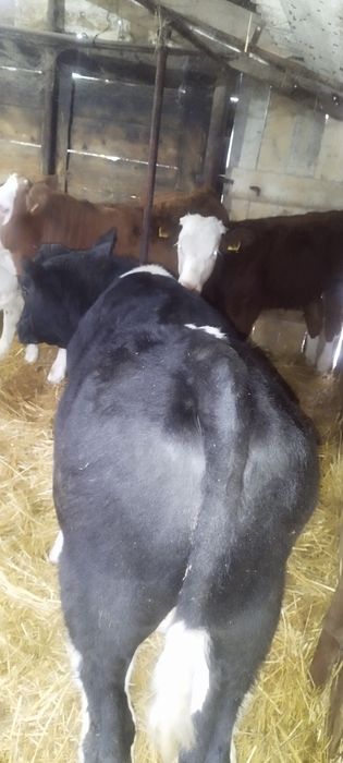 Vând 2 viței din 3