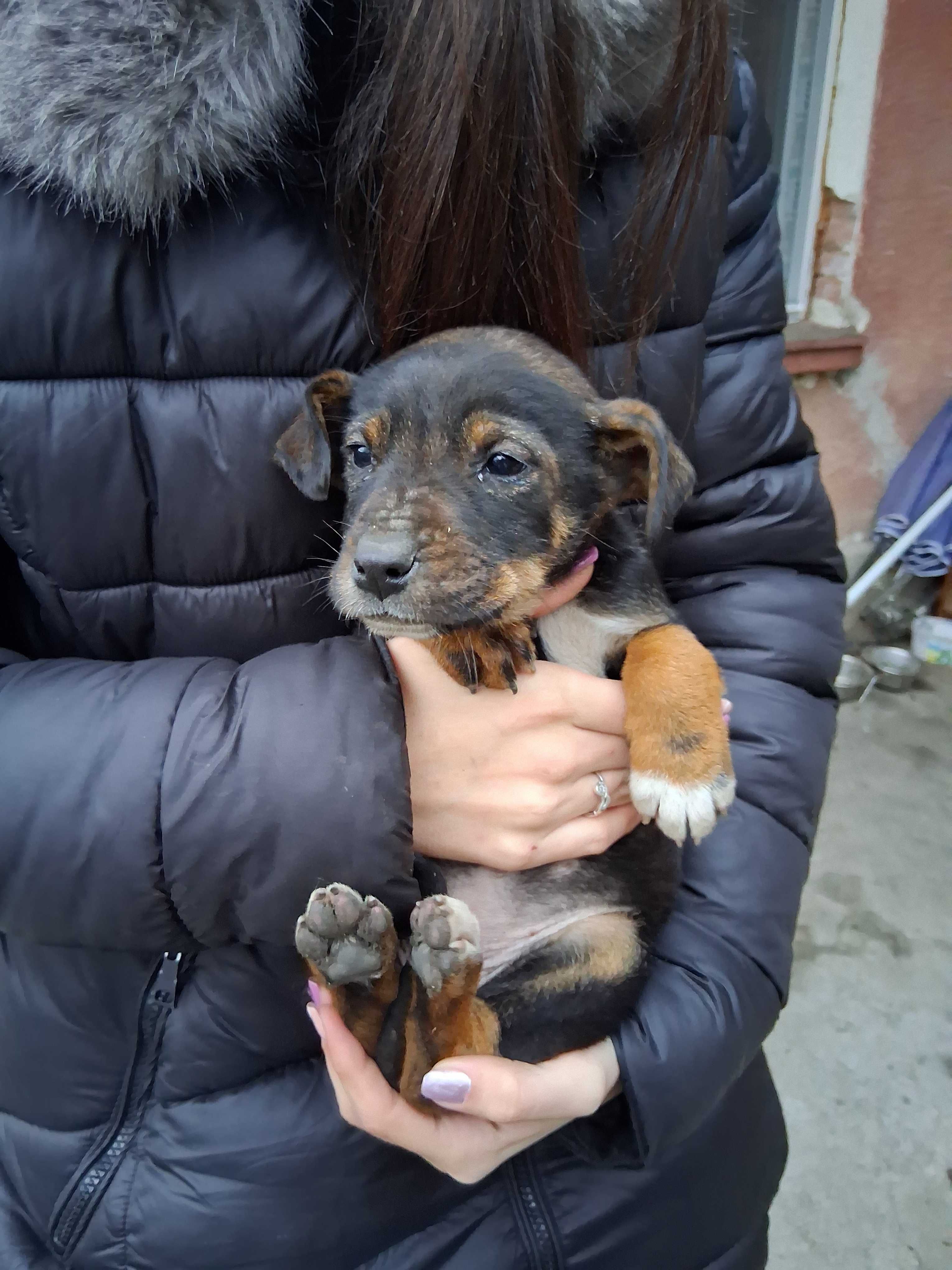 Подарявам кученца