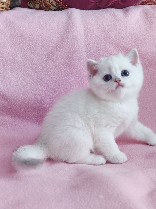 British shorthair NS 11 33  cu ochi  albaștri.