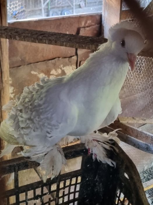 Porumbei albi  ptr nunti sau alte evenimente