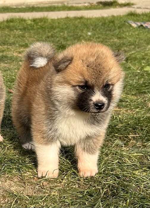 Akita inu japonez pedigree tip A