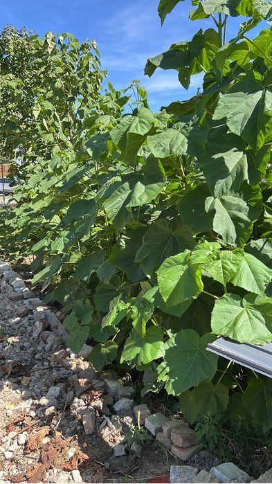 Paulownia puiet si maturi