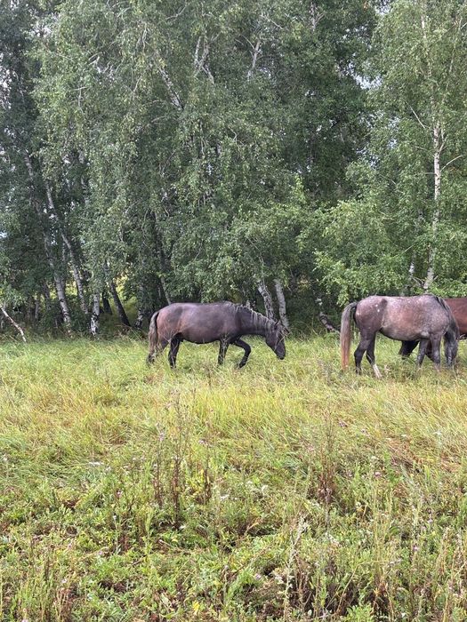 Продается жеребцы
