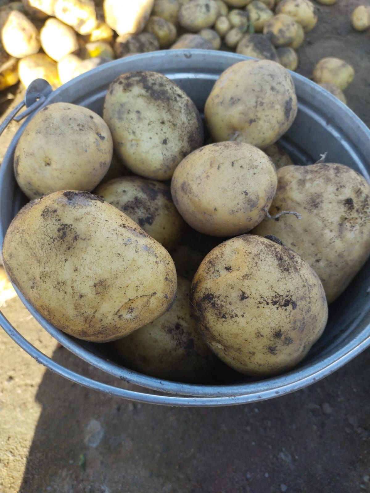 Продам картошку домашняя
