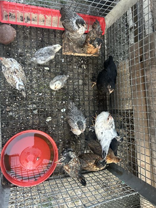 Vand gaini,cocosi/pui (pitici)