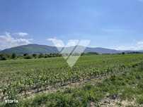 Teren extravilan arabil – 1300 mp in Poplaca