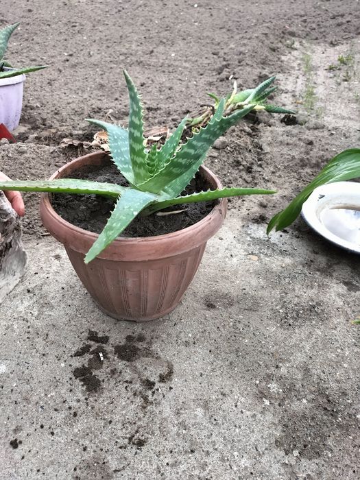 Продам алоэ есть 3 штуки