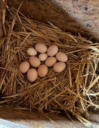 oua gaini pitice pentru incubat /oua gaini mii de flori /oua incubat