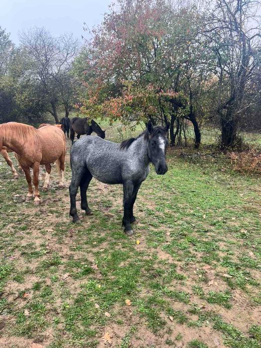 Продавам мъжки кончета