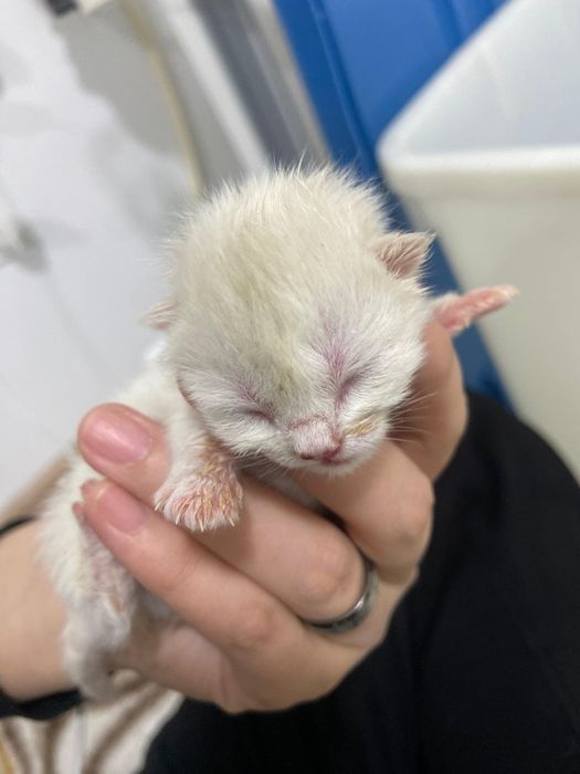 Маленькие котятки