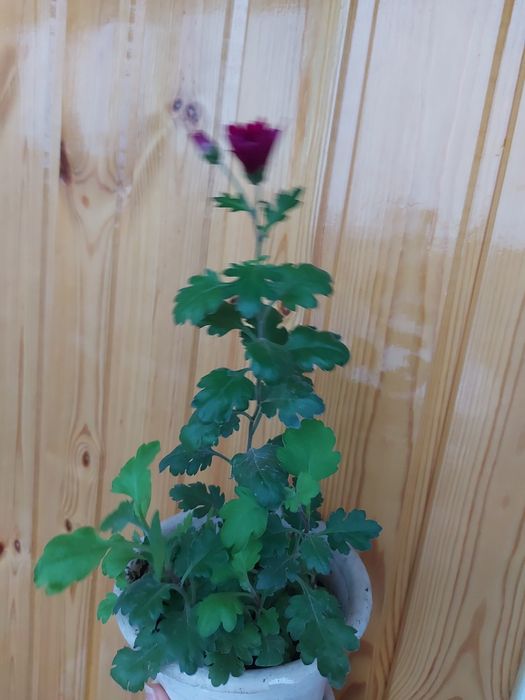 Хризантема на цвету комнатная