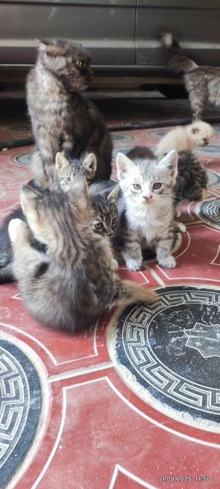 Отдам даром котят
