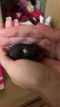 5 hamster pui.