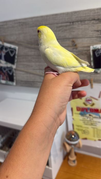 Papagal forpus coelestis cremino