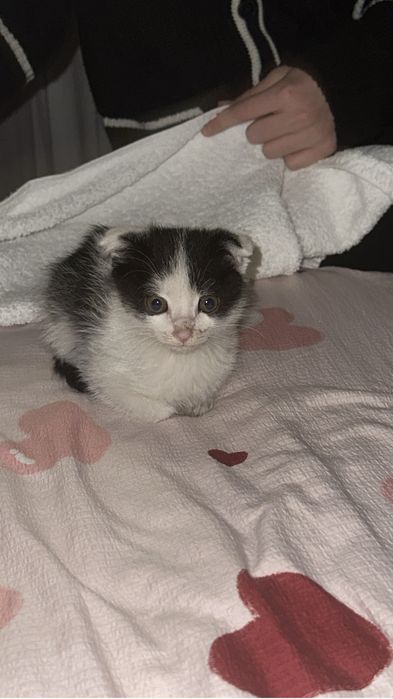 Отдам котенка в добрые руки