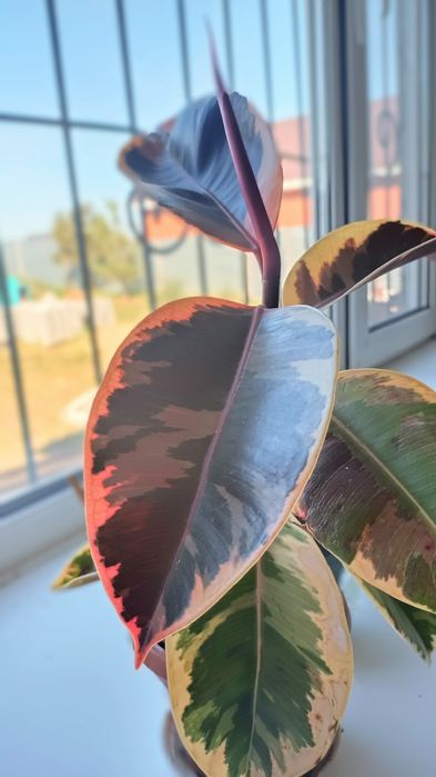 Комнатные цветы 6 штук