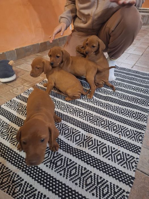 Căței de Vizslă Maghiară