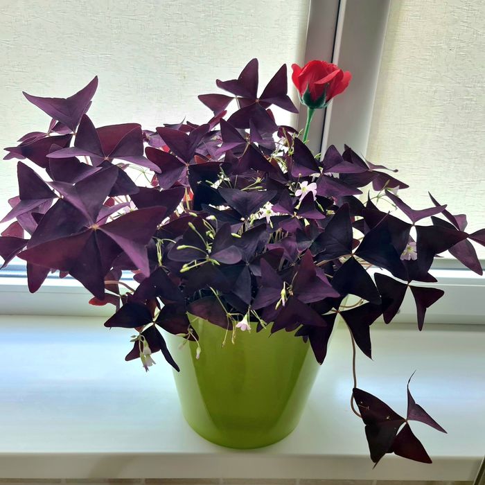 Комнатные цветы-Оксалис