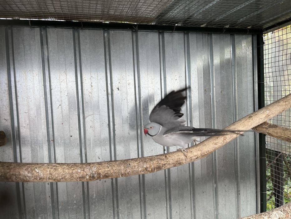 Papagal Alexandru mic