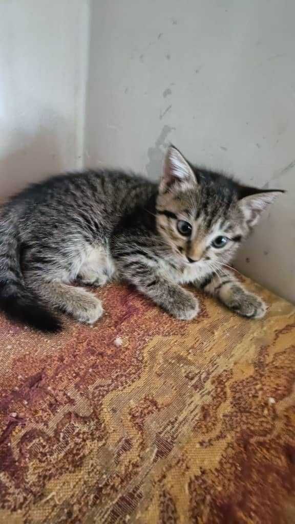 Котята бесплатно