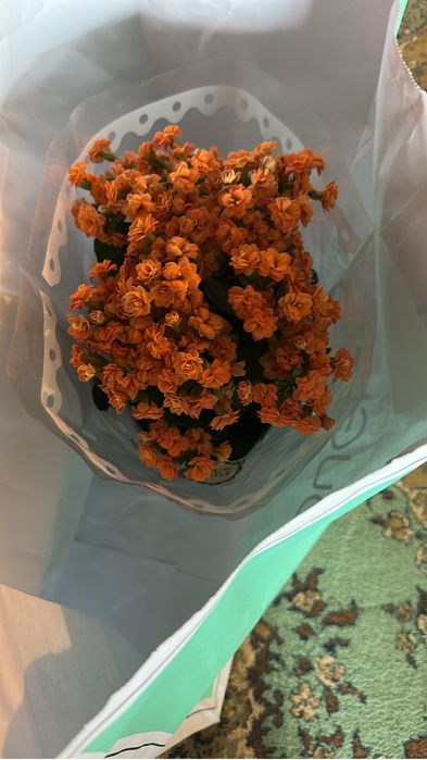 Ghiveci cu flori frumoase