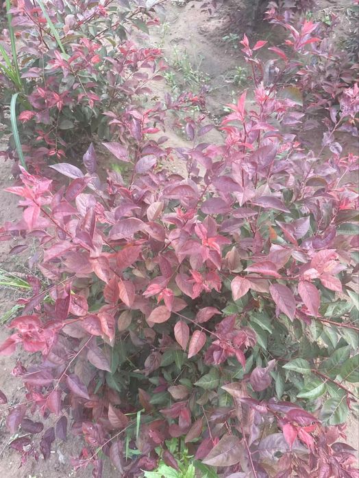 Янги тур! краснолистная декоративная писсарда (карликовая)
Писсарда Па