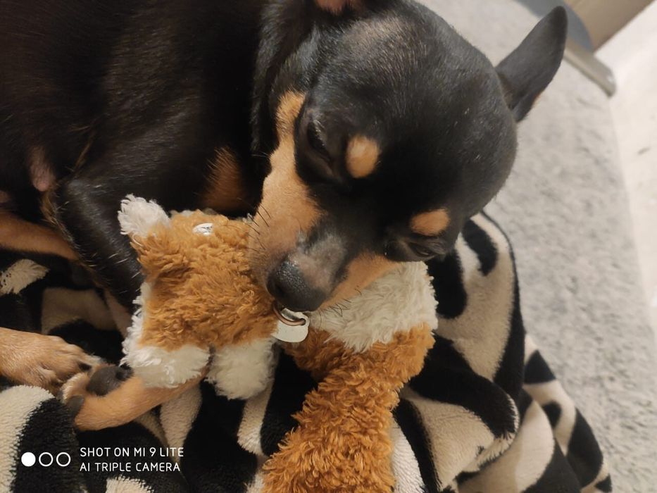 Передержка собачек