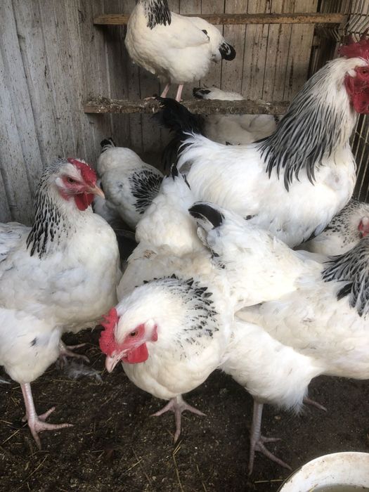 Ouă pentru incubat gaini rase mari