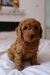 Poodle de vanzare