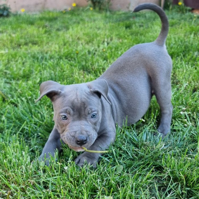 American Staffordshire Terrier (Amstaff)
, puiul va părăsi cuibu