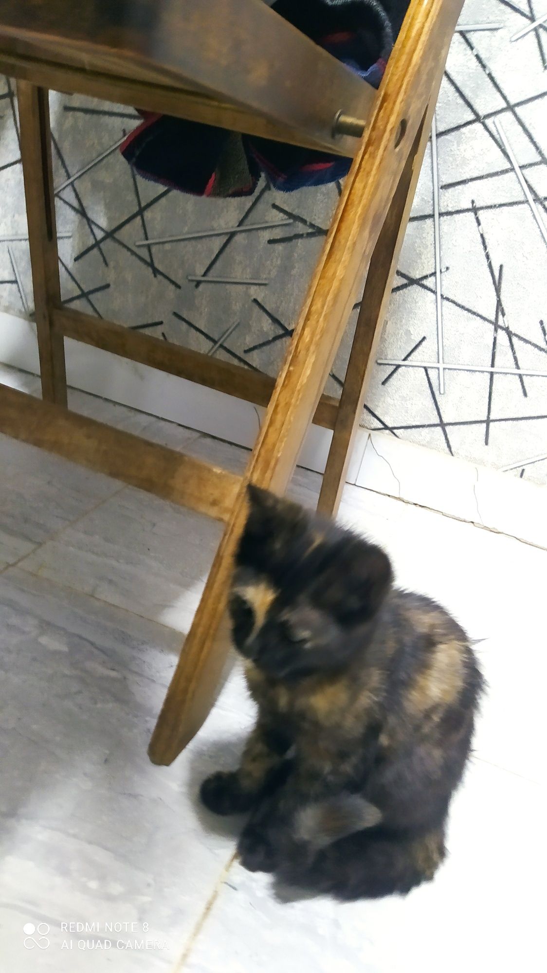Скотш фолд и скотш страйт