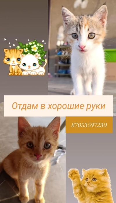 Отдам котят в хорошие руки