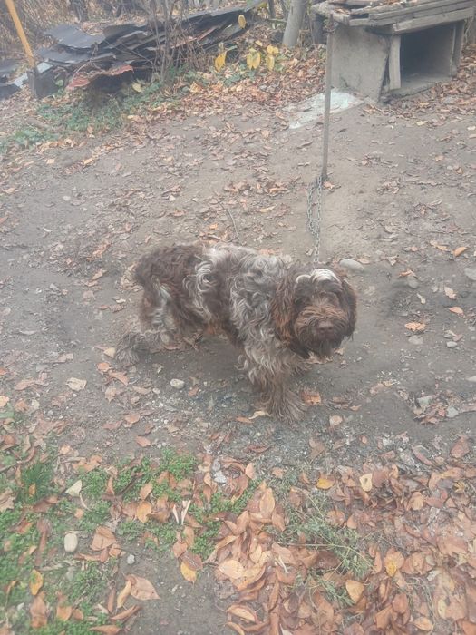 Охотничья собака, рабочая на фазана 2 года