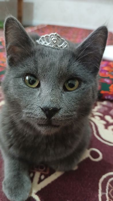 Пышыкты бесплатно алын