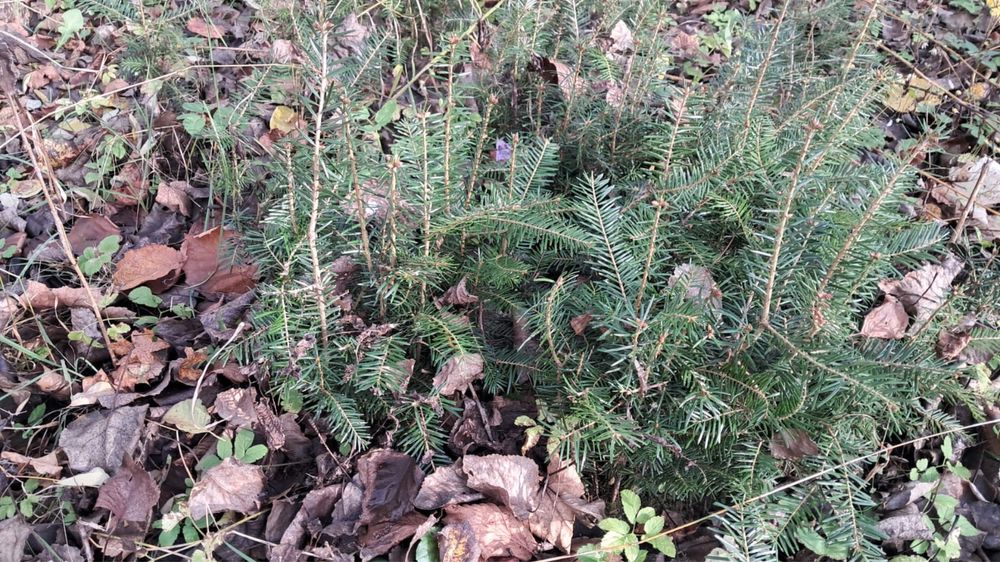 Vand puieti de brad!