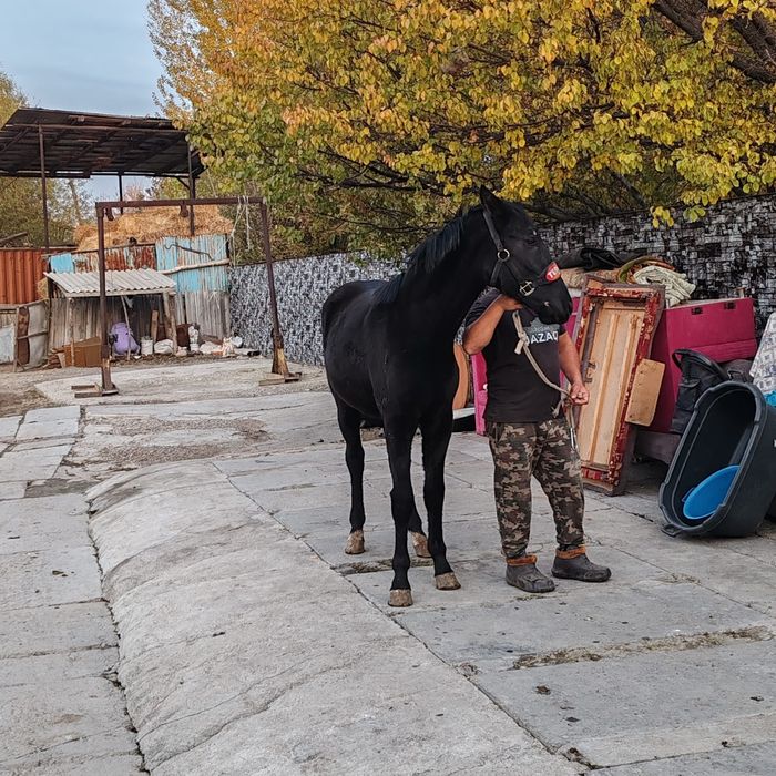 Продам срочно хорошего жеребенка