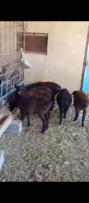 49мыннан тоқтылар