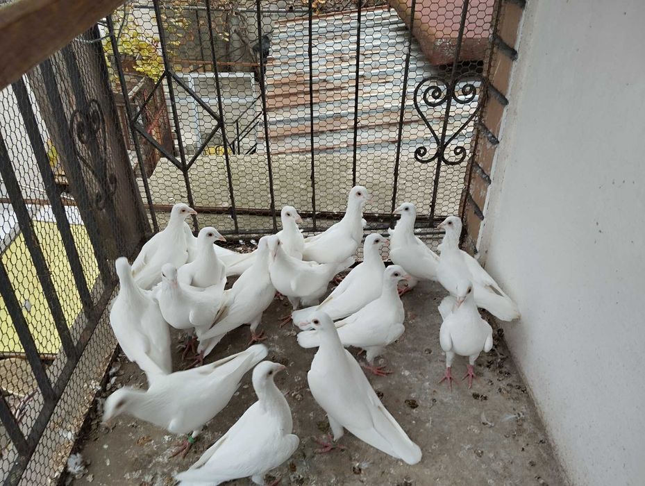Бели пощенски гълъби за сватби , кръщенета и др. Празненства