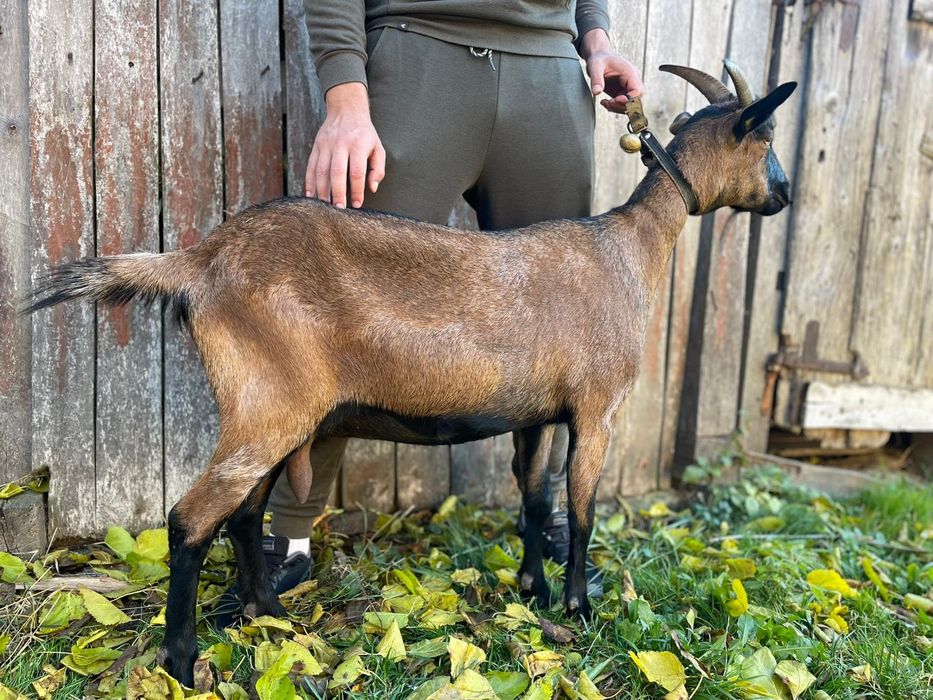 Vând Capra Metis Alpina