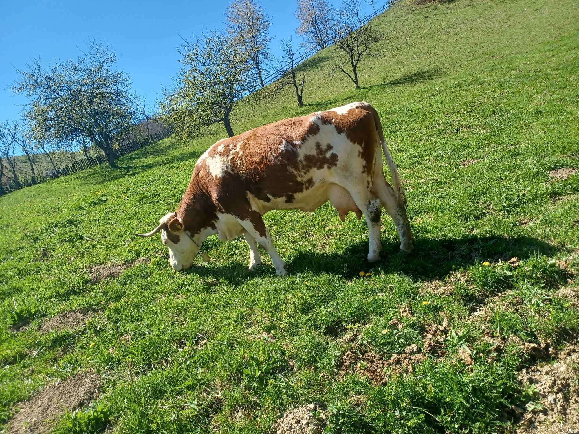 Vand vaca  de tinut cu vitea